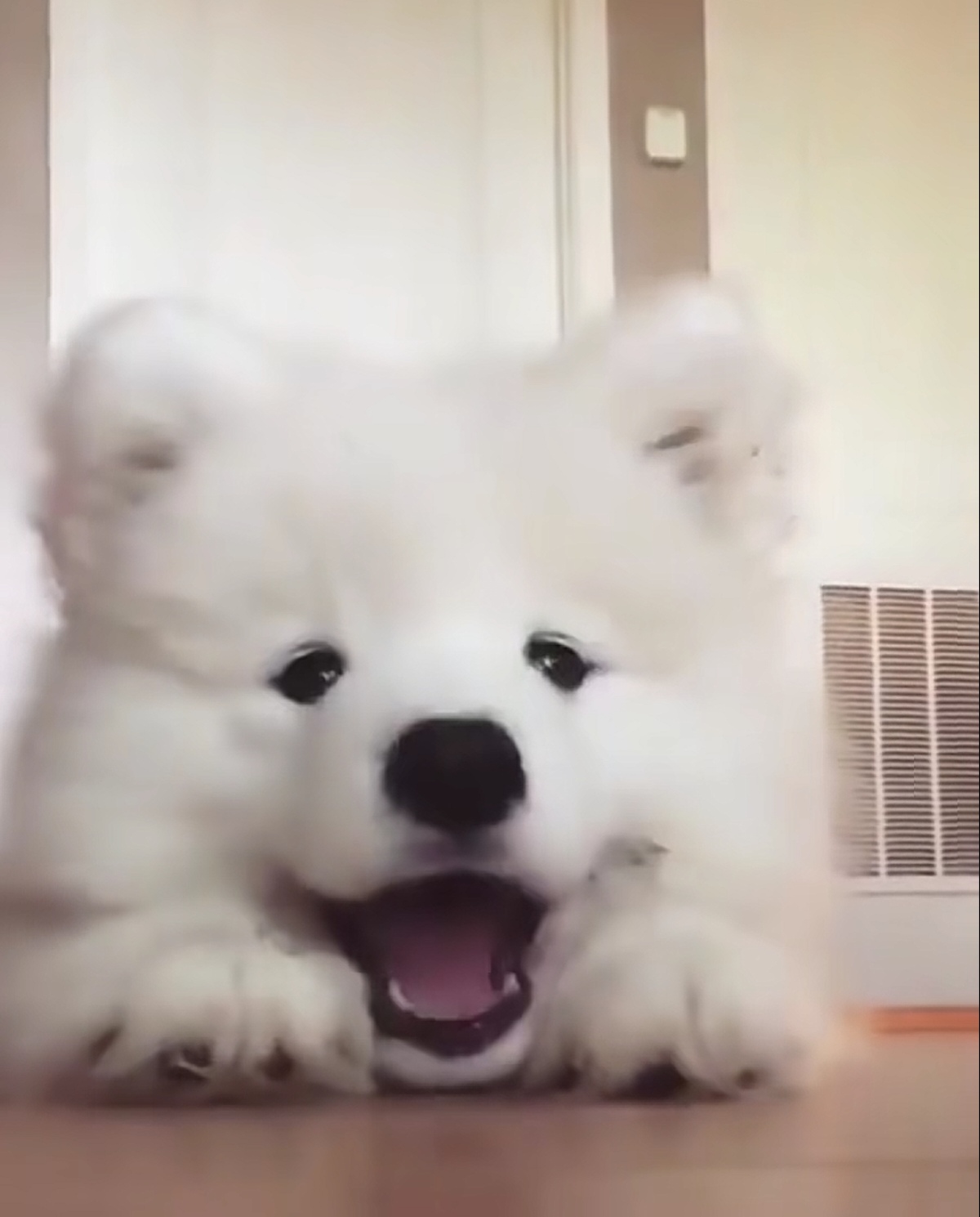 纯种萨摩耶 •͈⚇•͈♡̷